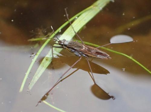 Gerris gibbifer